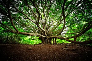 the_tree_of_life_by_isacg-d4nxdpf